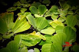 Image result for Pistia