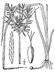 Image result for Pycreus macrostachyus