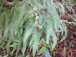 Image result for Dicranopteris elegantula