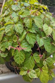 If you regional gardening, usa hardiness zones, plant hardiness. Kaleidoscope Boston Ivy Boyd Nursery Company