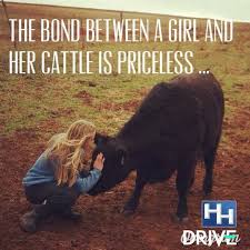Pin By Starwarsrey On Horses In 2020 With Images Show Cattle Cattle Cow Quotes