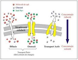 Con biolog?a celular y molecular contin?a con su tradici?n de of. 4 Elemente De Biologie CelularÄƒ Si MolecularÄƒ Pdf Dwrean Lhpsh