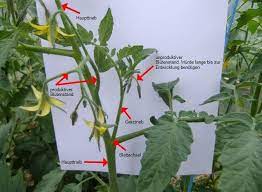 In einem luftdicht verschlossenen gefäß aufbewahren Bebilderte Anleitung Fur Das Ausgeizen Von Tomatenpflanzen Die Netz Lupe