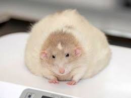 Pin On Way Too Fat Rats