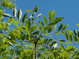 Closely monitor your yard to check if poison sumac returns. Poison Sumac What It Is Treatment And More