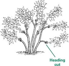 How far back should you prune azaleas? Fs1221 Pruning Flowering Shrubs Rutgers Njaes