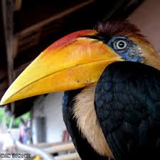 Burung jenis enggang memiliki tempat khusus di hati suku dayak iban. Burung Sulawesi On Twitter Cabai Panggul Kelabu Indonesia Grey Sided Flowerpecker English Dicaeum Celebicum Scientific A Http T Co Ra4fcs6ti8