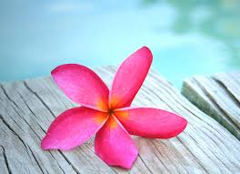 Plumeria Pink Flower Hd Wallpaper Pink Flowers Wallpaper Plumeria Flowers Plumeria