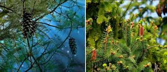 Ultimate Conifer Identification Guide Pine Fir And Spruce