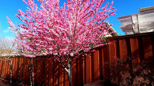 How to keep insects from growing in peach trees. Early Pink Flowering Peach Tree Prunus Persica Youtube