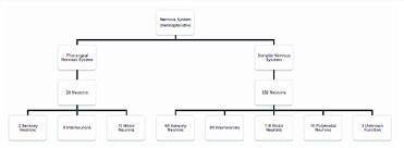 Nervous System Of C Elegans Summary Of Functional Classification Of Download Scientific Diagram
