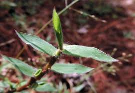 Image result for Urochloa umbellata