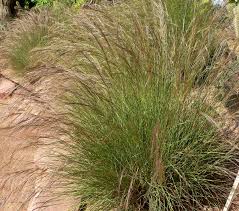 Image result for Aristida rhiniochloa
