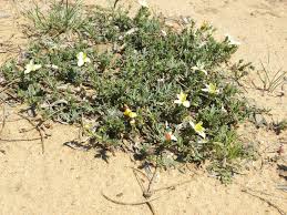 Image result for Menodora heterophylla