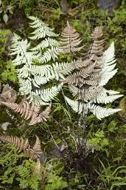 Image result for Adiantaceae