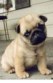 Learn More About Cheap Pugs For Sale Near Me Simply Click Here To Find Out More Enjoy The Website Teacup Pug Dogs And Puppies Puppies