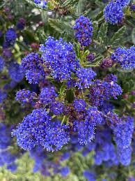 Image result for Rhamnaceae