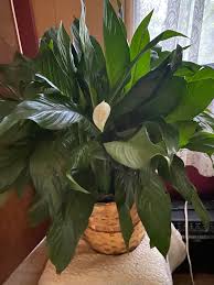 I'm so new to being a plant mama. What should I do with the wilted/dying  leaves? 😬 ￼