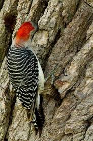 Black And White Bird With Red Throat Ohio Female Red Bellied Woodpecker Searches For Food Woodpecker Backyard Birds Red