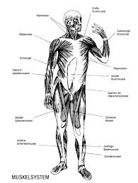 Learn vocabulary, terms and more with flashcards, games and other study tools. Anatomical Atlas Of Man Outline Pen And Ink Drawings