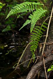 Image result for Asplenium uschiae