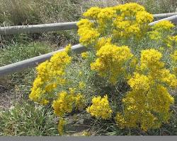 Rabbit brush