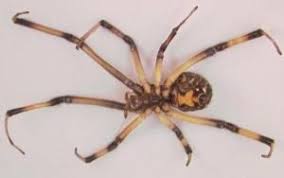 I heard he quit but it was a false alarm. Venomous Brown Widow Spiders Making Themselves Known In Louisiana Widow Spider Black Widow Spider Dangerous Spiders