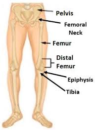 The vertebral column of the lower back includes the five lumbar vertebrae, the sacrum, and the coccyx. Sensors Free Full Text A Mechatronic Loading Device To Stimulate Bone Growth Via A Human Knee Html