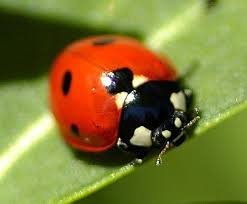 Black And Red Ladybug Meaning Http Arcus A R Pic Centerblog Net O 8c46dc5e Jpg Glucksschwein Glucks Schwein Gluck