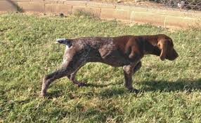 We are pleased to announce the breeding of caliber and jedi. German Shorthair Pointer Puppies Classified Ads Coueswhitetail Com Discussion Forum