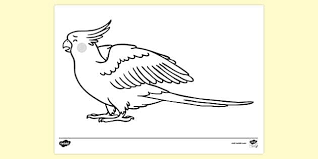 Coloring pages peace simple and attractive free printable at si and parrot coloring s / coloring pages peace simple and attractive free printable at sign within cockatiel on ebcs.info. Free Cockatiel Colouring Page Colouring Sheets