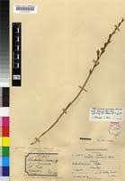 Image result for Gladiolus permeabilis