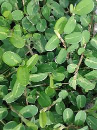 Image result for Alysicarpus