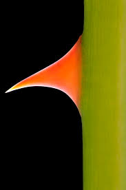 Creative Visions How To Photograph Abstracts In Nature Nature Ttl