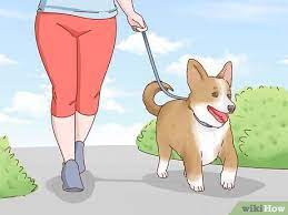 3 Ways To Increase Appetite In Dogs Wikihow