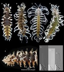 Image result for Polysphaeria harrisii