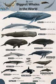 Image result for whale