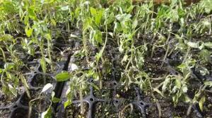 Image result for tomato seedling damping off
