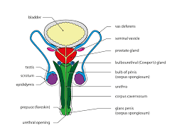 Posted by admin posted on desember 05, 2019 with no comments. The Organ Systems Reproductive Wikibooks Open Books For An Open World