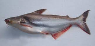 Siapa yang tidak tahu dengan ikan patin. 10 Jenis Ikan Patin Yang Banyak Ditemukan Di Indonesia