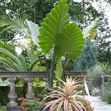 Elephant's ears offer some of the boldest foliage you could ever want in a garden. Alocasia Portora Elephant Ear