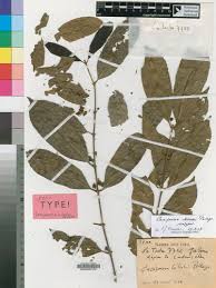 Image result for Cassipourea congoensis