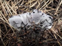 Image result for Phellodon niger