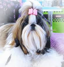 Louis, mo this photo was sent by carol of her beautiful snowbaby breezy. Shih Tzu Breeders In Florida Puppies For Sale Devalon Shihtzu