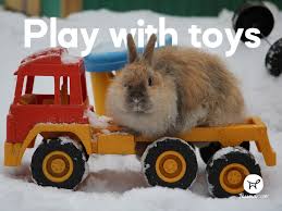 We did not find results for: 8 Enrichment Activities To Do With Your Rabbit Fauna Care