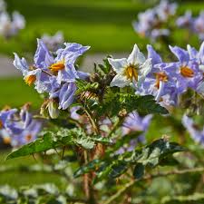 Image result for Solanum sp. B
