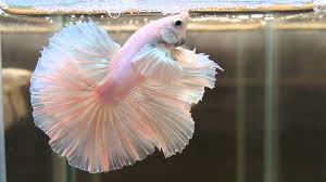 Jual beli ikan cupang dan iformasi. Cara Terampuh Merawat Ikan Cupang Giant Agar Tetap Cantik Dan Sehat Betta Collector Ikan Cupang Betta Ikan