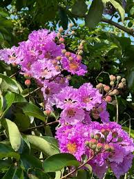 Image result for Lagerstroemia speciosa