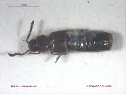 Dalotia coriaria (formerly known as atheta coriaria) is a predatory rove beetle that lives mostly in in the proper conditions, dalotia can establish quickly in greenhouses and other growing facilities. Dalotia