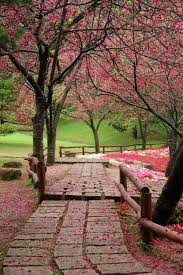 Cherry Blossoms Taiwan Beautiful Nature Nature Beautiful Tree
